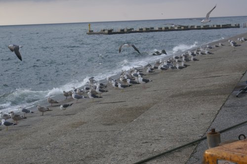 20070406