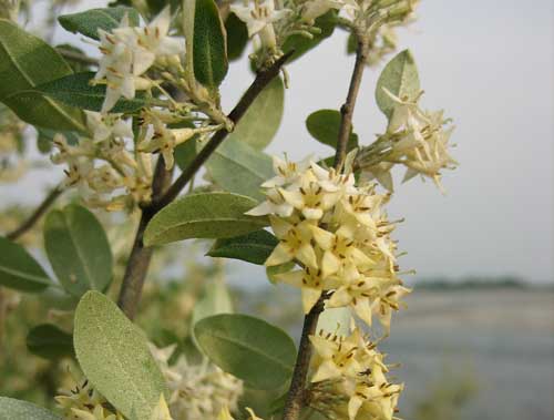 20070509