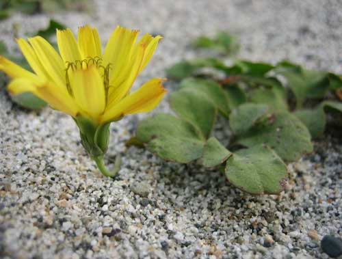 20070523