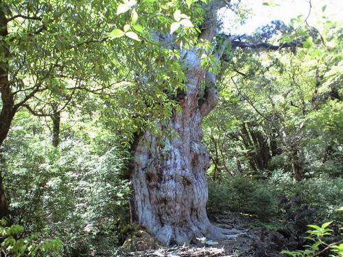 20080526